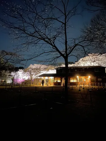夜桜と灯りのコントラスト