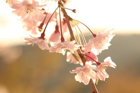 光と桜、風に舞うひととき