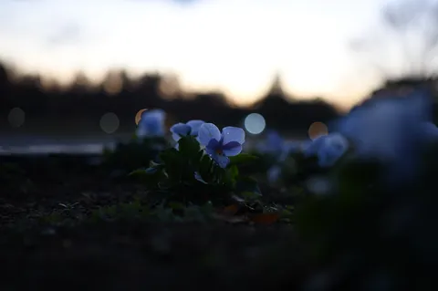 夕暮れの青い花