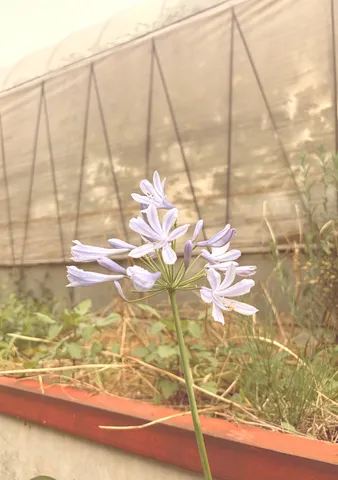 薄紫の一花が放つ静寂