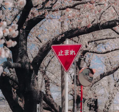 桜の中の立ち止まれ