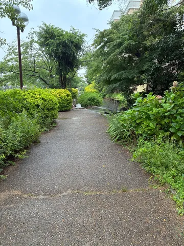 雨上がりの緑道、静寂の小径
