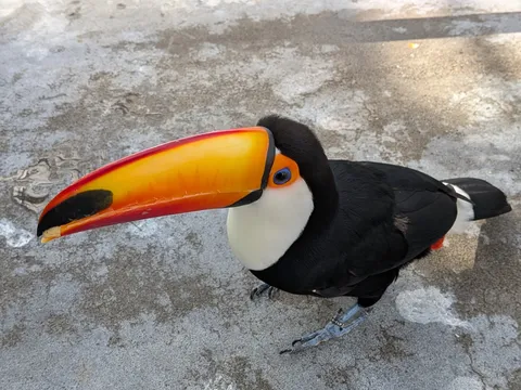 くちばしに魅せられて