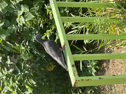 キメ顔の鳩と年季の入った柵