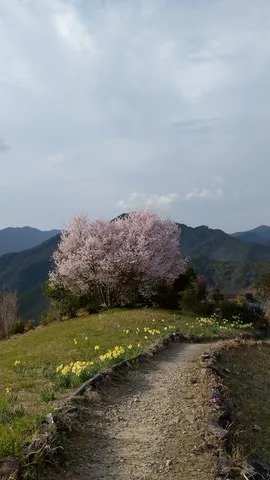 春告げる山道の桜と水仙