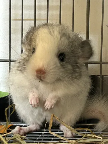 ケージの中からこんにちは！