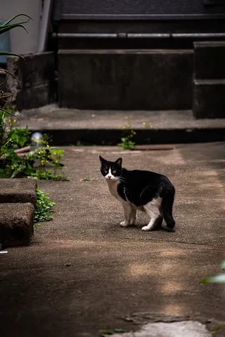 黒白の視線、路地の出会い