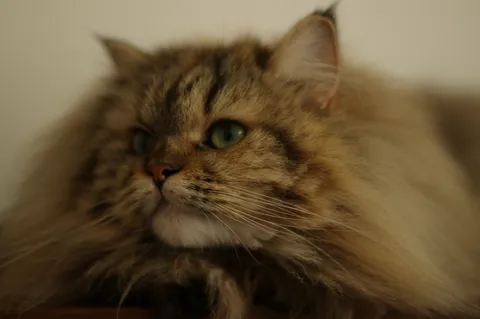 ふわふわの静かな眼差し