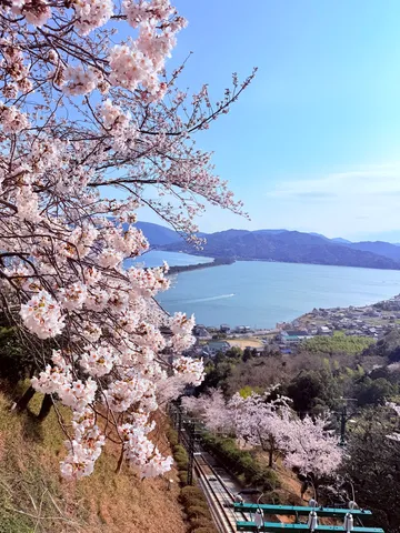 春を彩る桜と青い入り江