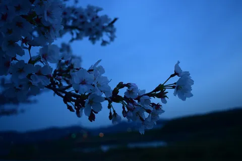 宵闇に浮かぶ桜