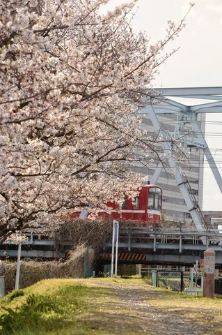 桜並木を走る赤い列車