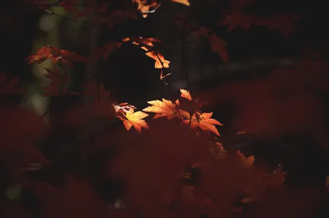闇夜に照らされる紅葉の光