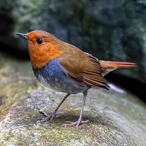 水辺に佇む、鮮やかな鳥の姿