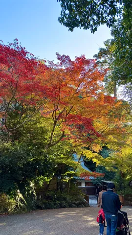 色づく秋の参道