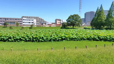 緑に包まれた蓮の葉と都市の風景