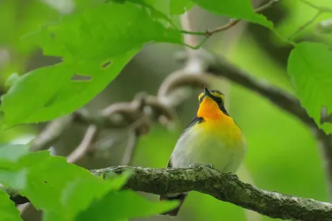 木漏れ日の中で見上げる鳥