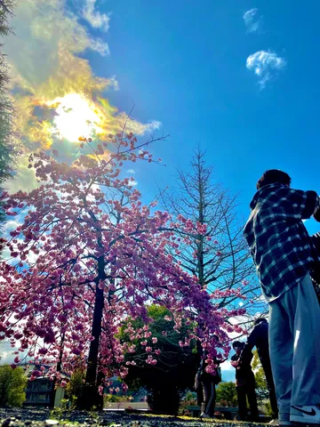 春爛漫、光あふれる桜景色