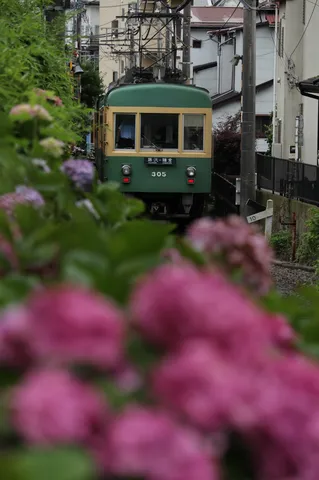 緑と紫陽花、そして電車