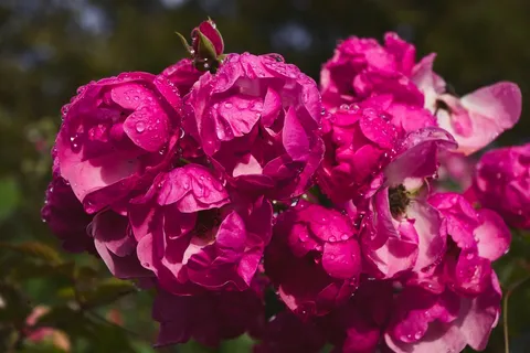 雨粒と戯れる、色鮮やかな薔薇たち