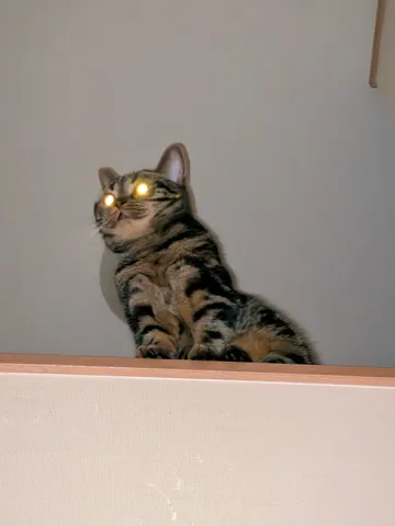光る瞳の猫と夜の気配