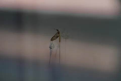 夕暮れの小さな影