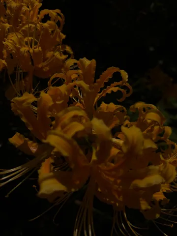 夜の金色の花びら