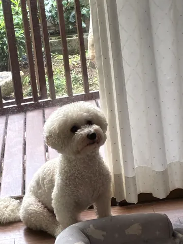 窓辺の白いふわり犬