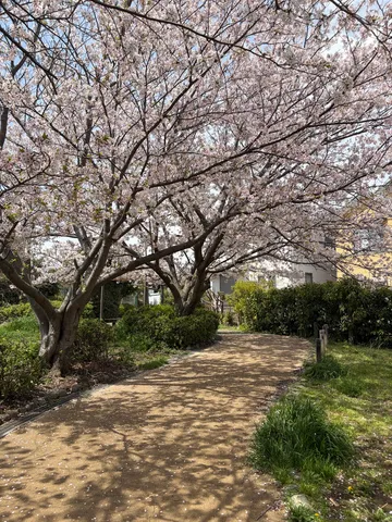 桜吹雪の小道