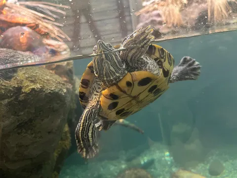 水面ギリギリ、カメさんの水中散歩
