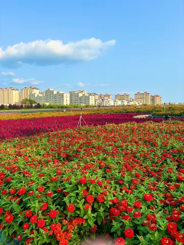 鮮やかな花畑と都会のコントラスト