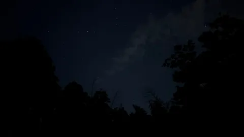 夜空と木々の静かな瞬間