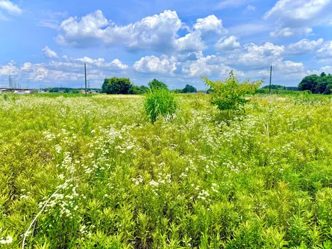 青空と緑の絨毯、夏の訪れ