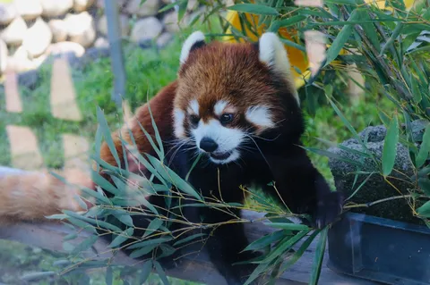 竹を食む、愛らしいレッサーパンダ