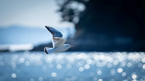 銀光を滑る海鳥