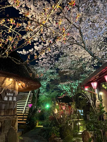 夜桜に包まれた灯り道