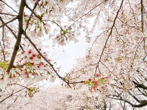 空を覆う桜のベール