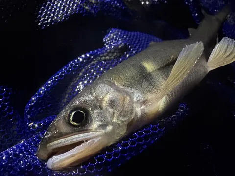 青い網に包まれた魚の姿