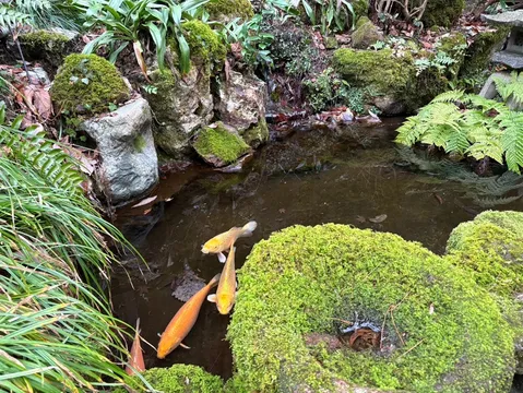 苔むす石と金魚、静寂の池