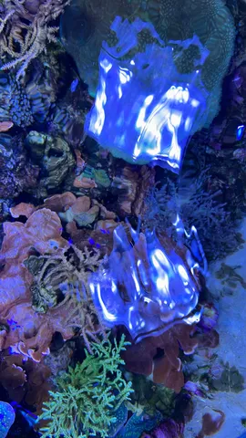 神秘的な水中の青い輝き