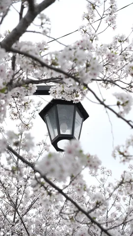 満開の桜と灯りのコントラスト