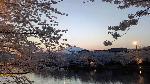 水面きらめく桜の宵