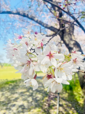 春風に舞う、桜色の儚さ