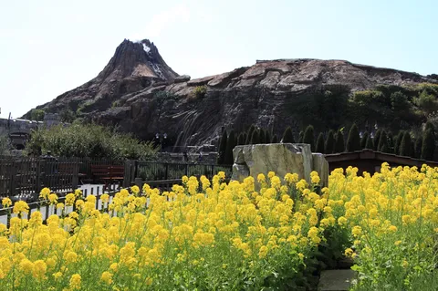 黄色い花と火山の風景