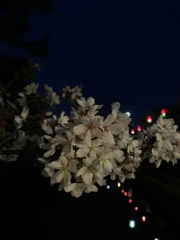 闇夜に咲く、儚い光の花
