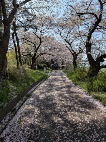 桜吹雪の道、春の小道