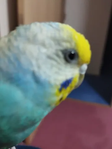 インコさんの黄色いお帽子