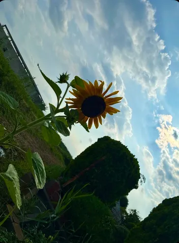 見上げるひまわり、雲のキャンバス