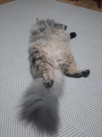 リラックスモード全開の猫