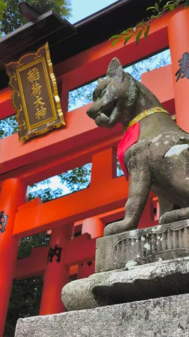朱色に守られた狐の視線