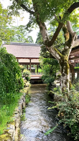 木漏れ日と清流の囁き